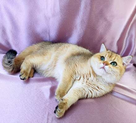 Golden Shorthair фото 5