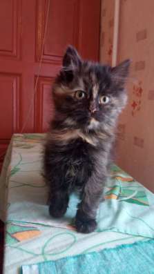 Отдадим котят в добрые руки