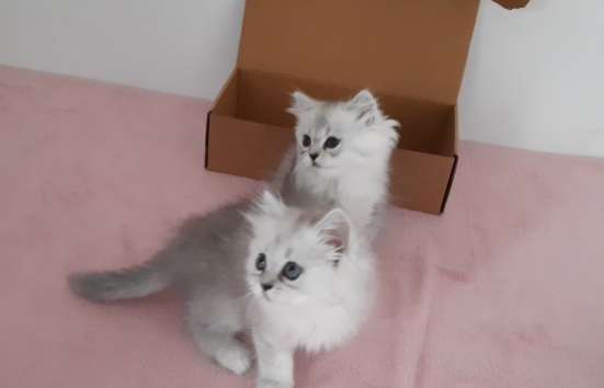 Британские котята