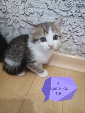 Котята в Новосибирске