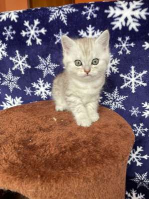 Шотландские котята фото 5