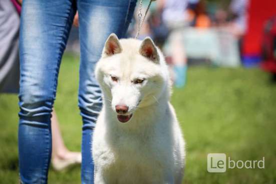PUPPIES SIBERIAN HUSKY фото 9