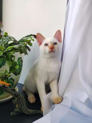 Котенок Меконгский Бобтейл в Москве фото 10