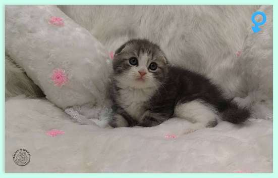 Котик скотиш фолд голубой