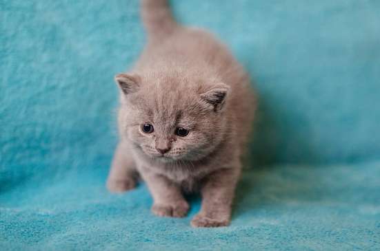 Котята ищут новых хозяев фото 4