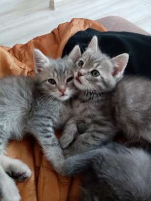 Британские котята