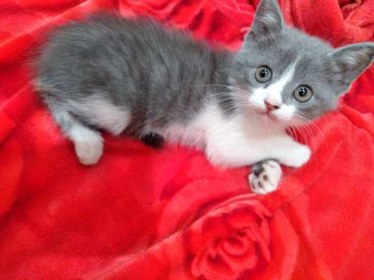 Отдам котёнка в добрые руки