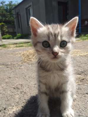 Отдам котят бесплатно фото 10