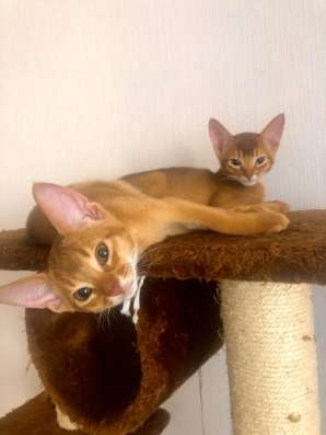 Абиссинские котята