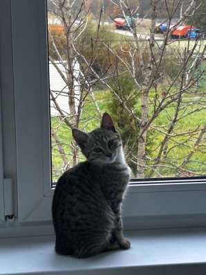 Котенок в добрые руки фото 3
