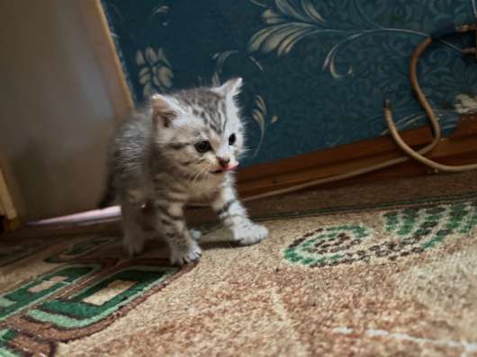 Отдам котят