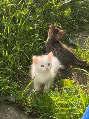 котята