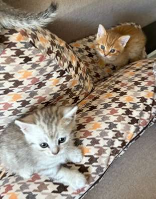 Котята британцы в Саратове фото 4
