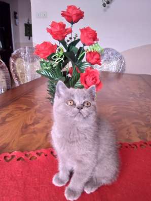 Британские котята. British kittens фото 7