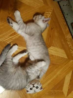 Продаю шотландских котят