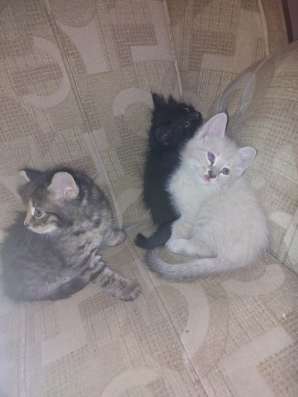 Котята домашние. Две девочки и один мальчик фото 7