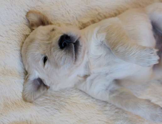 Golden Retriever Welpen фото 7