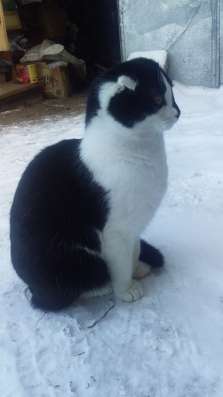 Отдам бесплатно котика в Тамбове
