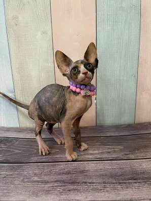 Sphynx Calico girl в Москве