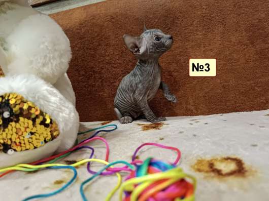 Котята Канадского Сфинкса фото 6
