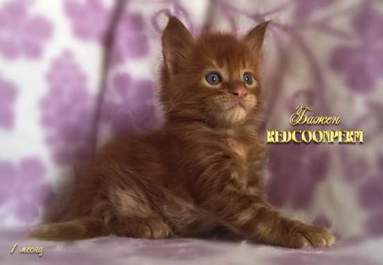 Котёнок менй кун красный солид. Шоу класс в Перми фото 18