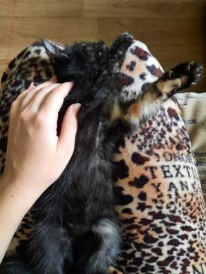 Котёнок в добрые руки в Нижнем Новгороде фото 8