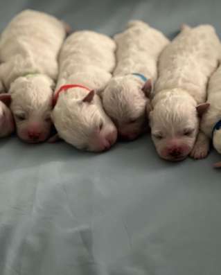 Bichon frise puppies фото 4