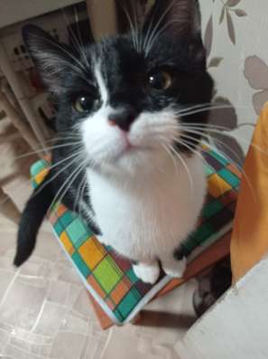 Возьмите котенка Куську себе!