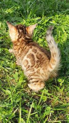 Бенгальские котята в Котласе