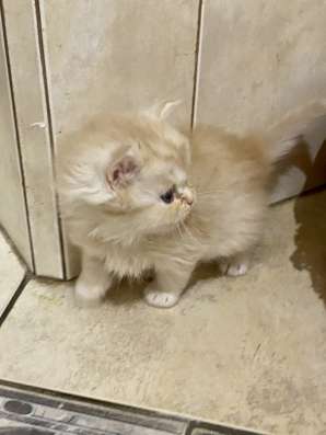 Шотландские котята в Москве