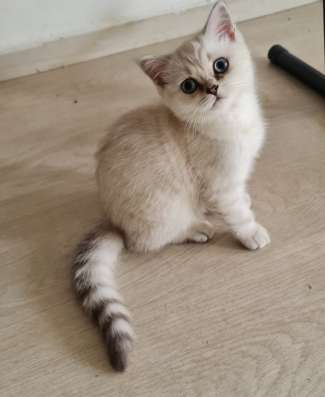 Котята шотландские страйт фото 5