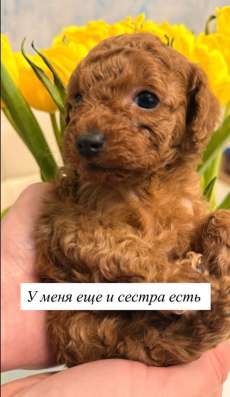 Щенки миниатюрного пуделя в Москве фото 5