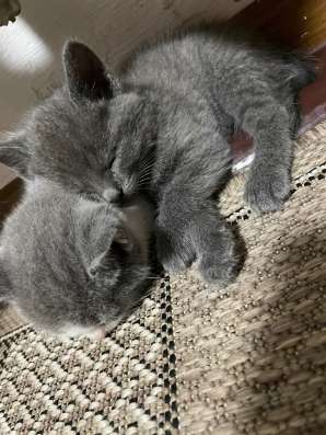 Котят (мальчиков) в добрые руки в Георгиевске