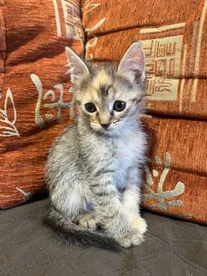 Отдам котят в добрые руки в Томске фото 4