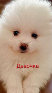 Щенок померанского шпица в Сочи фото 4