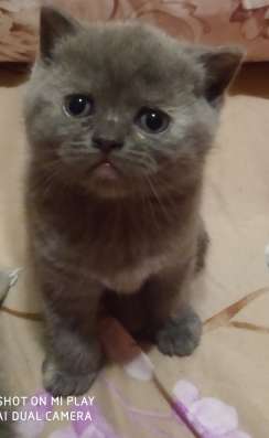 Шотландские котята фото 3