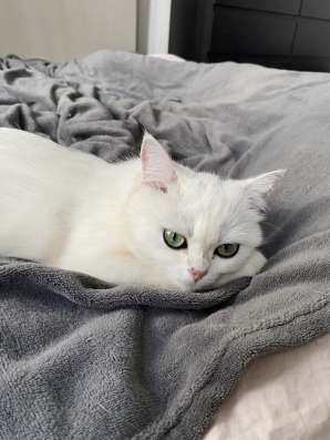 Продам кошечку, серебристая шиншилла фото 14