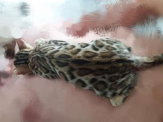 Котята Бенгальской породы