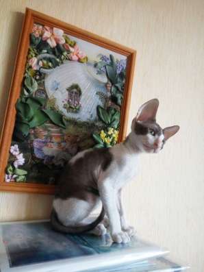 Котята Корниш рекс в Краснодаре фото 18