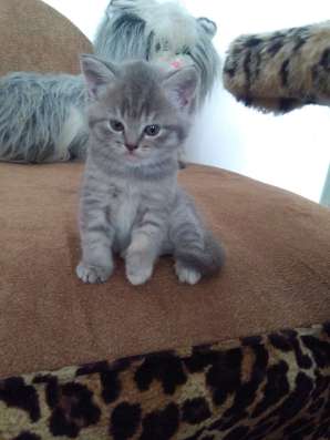 Британские котятки