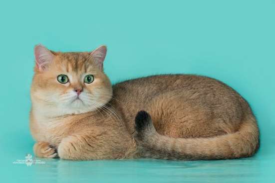 Британские котята в Пушкине фото 5