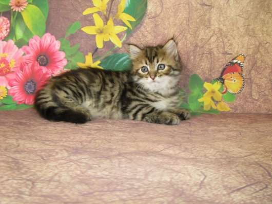 Сибирские котята