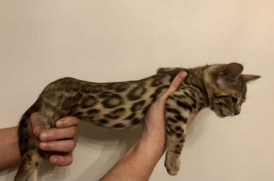 F2 bengal cat