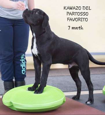 Black cane corso male фото 5