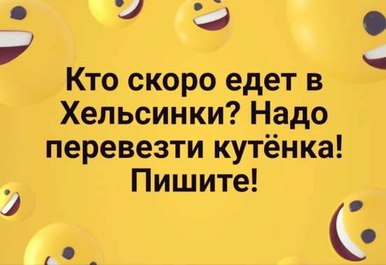 Кто сможет перевезти щенка в Москве фото 3