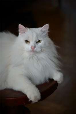 Котик Шурик ищет семью