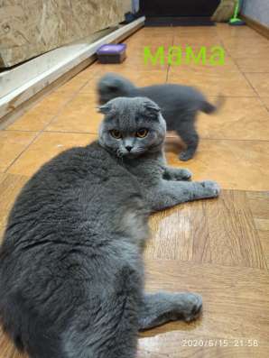 Котята шотландские фото 8
