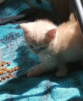 Шотландские котята в Копейске фото 3
