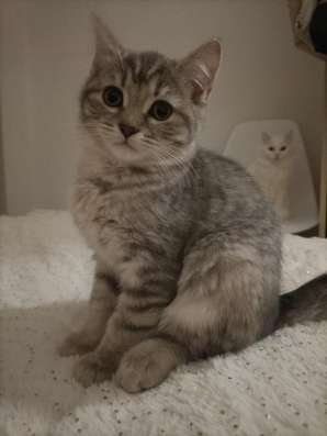 Котенку 2 месяца лорд фото 6