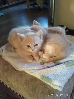 Котята персикового цвета